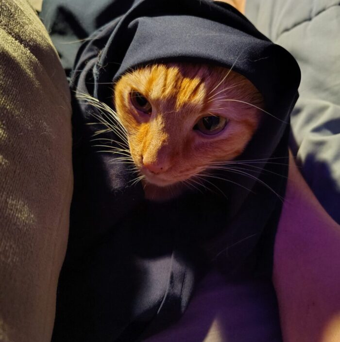 Fritz the cat inside a pair of pants. His face is sticking out but his ears are covered.