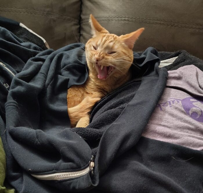Fritz the cat in his blanket nest. His head is sticking out and he's in the middle of a big yawn with his ears pulled back