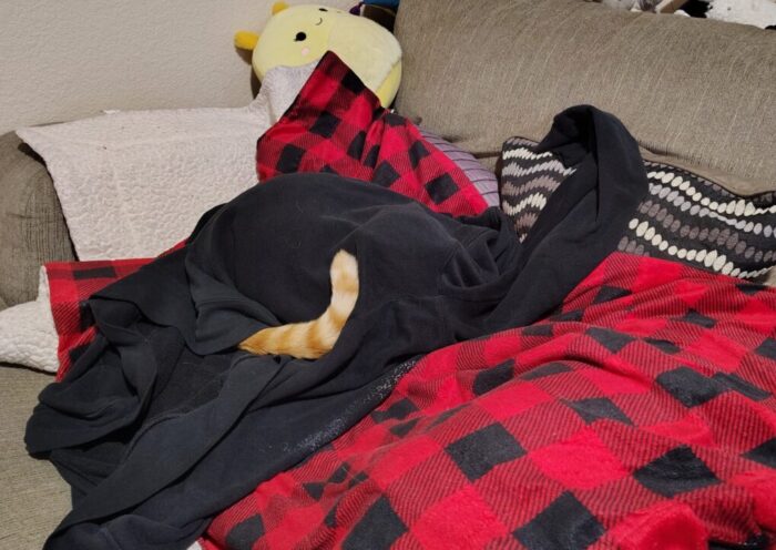 Fritz the cat lounging inside a sweatshirt. His tail is sticking out and curled around his body