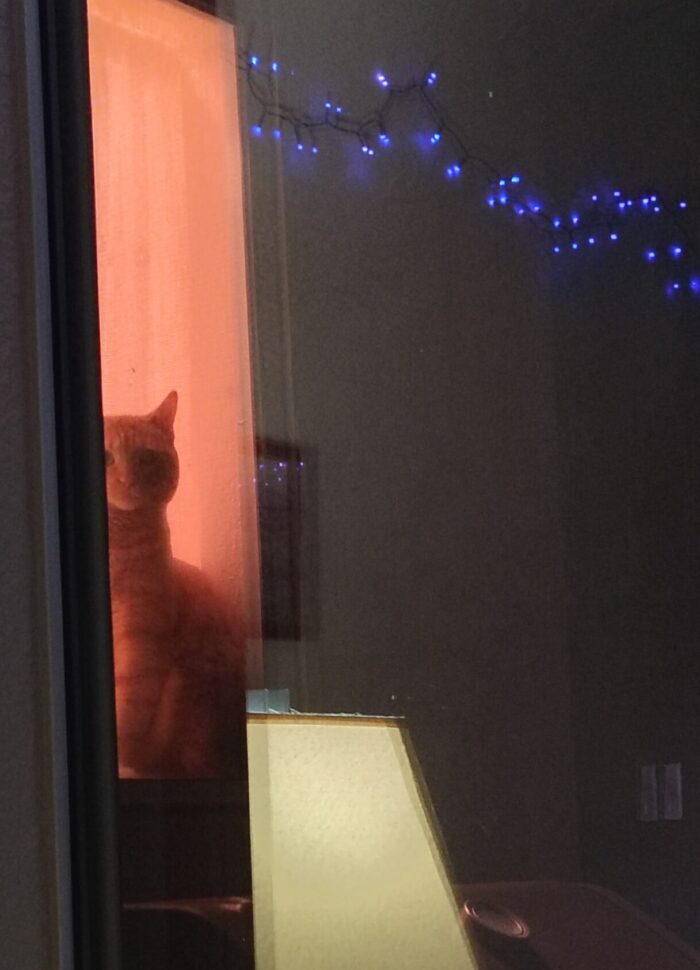 Fritz the cat in a window that looks into the living room window. It is night and he is backlit