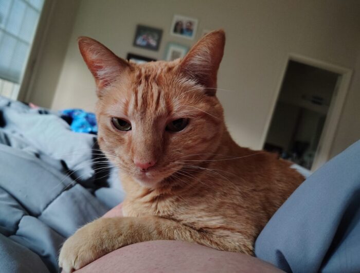 Fritz the cat, lounging in the crook of my arm while we are in bed