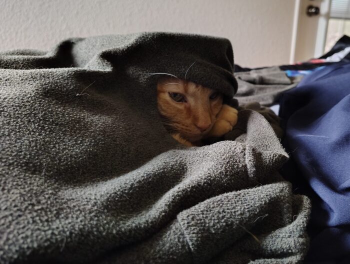 Fritz the cat, in one of my sweaters, with his face and front paw visible through the collar