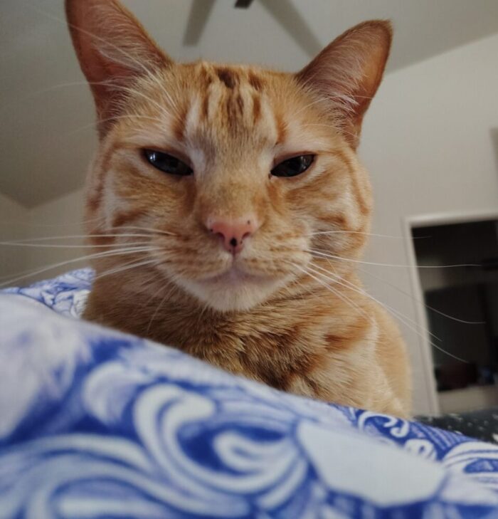 Fritz the cat looming over the camera, relaxed but seemingly judgmental