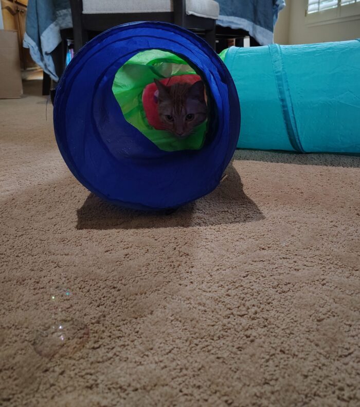Fritz the cat in his play tube with only his head visible. There is a solitary bubble on the carpet in front of the tube. Fritz is concerned