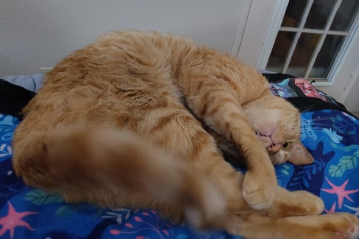 Fritz the cat half curled up. One of his teeth is sticking out of his mouth giving him a goofy face