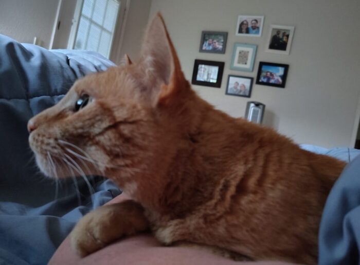 Fritz the cat cuddling with me in bed, but looking intently at something outside