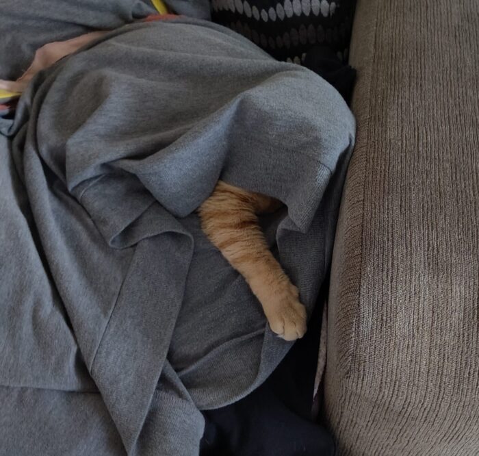 Fritz the cat lounging inside a sweatshirt with his front leg sticking out