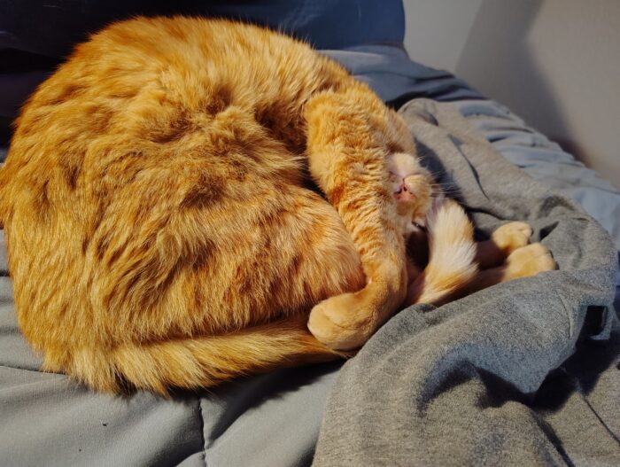 Fritz the cat curled in a circle with the top of his head touching his back legs and his tail curled into his face
