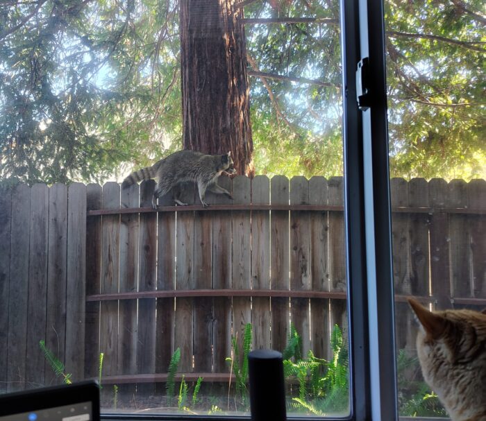 A big-ass raccoon walking along the fence as seen from my office window in the middle of the day. Fritz the cat is in the corner of the frame looking out in shock