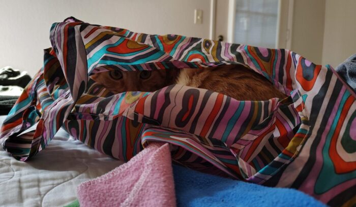 Fritz the cat in a fabric bag. Part of the bag is flopped over him so there is a band of him visible, including his eyes looking intently towards the camera