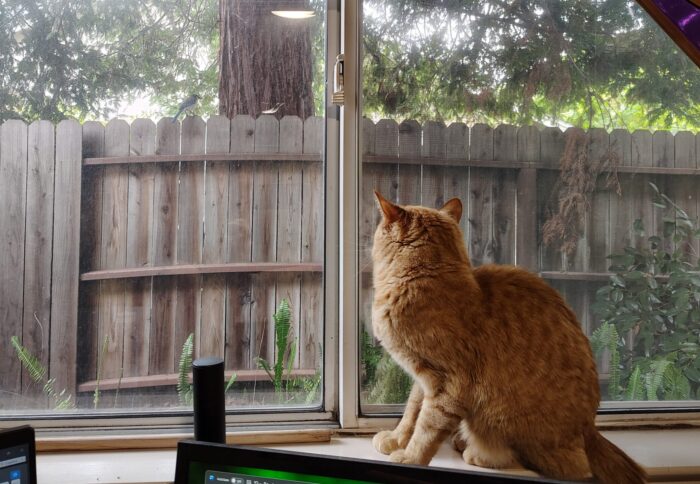 Fritz the cat in the windowsill, scrunched up as if to start a fight because there's a bird outside on the fence