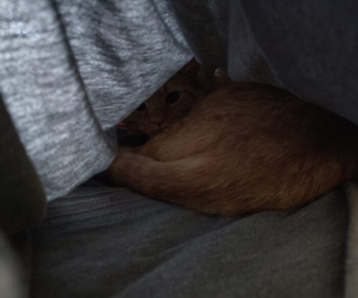 Fritz the cat lying down inside my sweatshirt (I wasn't wearing it while he was in there). I've lifted up one end to get a photo of him