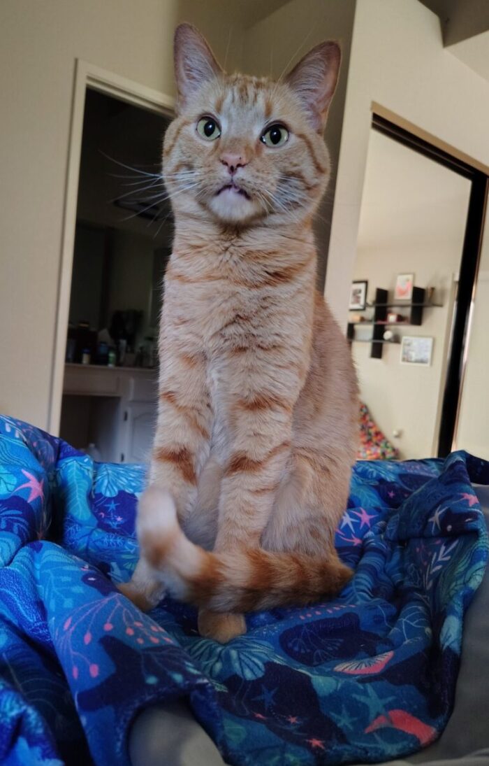fritz the cat sitting up very straight on the bed. His tongue is almost in a blep. I think he was about to yawn