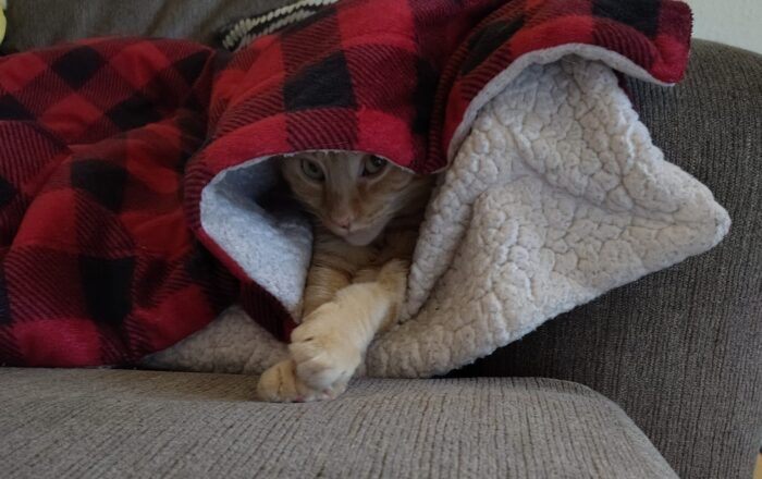 Fritz the cat under a blanket, his front legs are sticking out and so is his face. he looks as if he's peeking out coyly