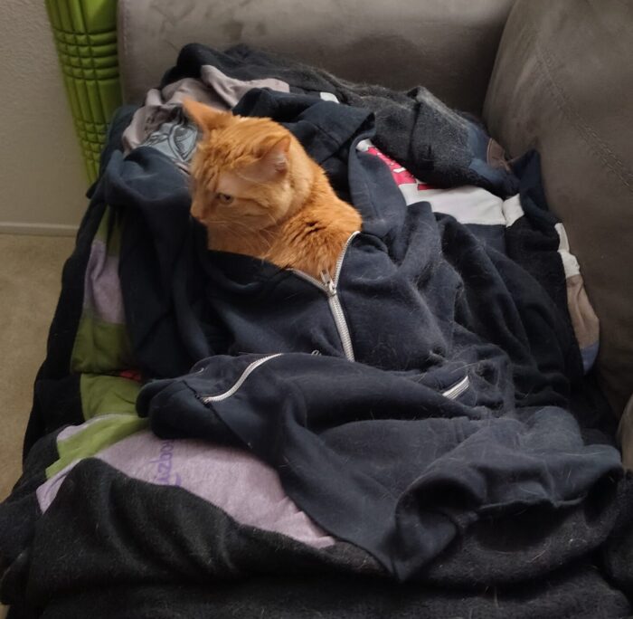 Fritz the cat lying inside a zipped-up hoodie with his head and shoulders sticking out the top