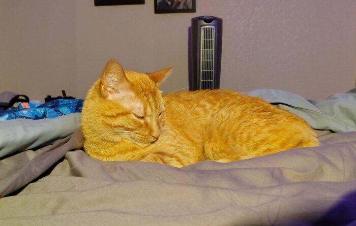 Fritz the cat lying in bed, his head tucked into his chest