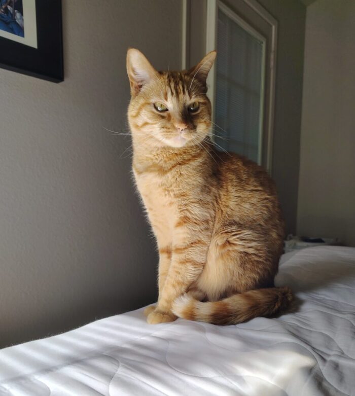 Fritz sitting up very straight and, perhaps, judging us