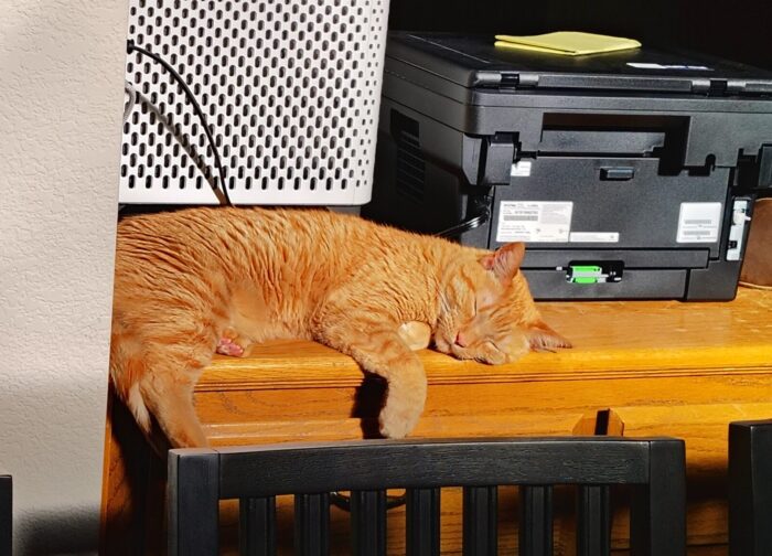 Fritz the cat sleeping in a weird bit of counter space next to the air filter and the printer so he can get the afternoon sun