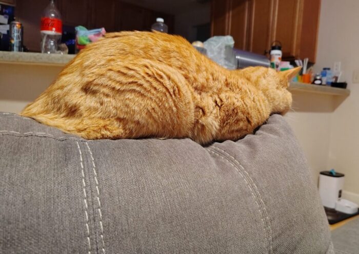 Fritz the cat lying on top of the couch, flattened out with his legs tucked under him