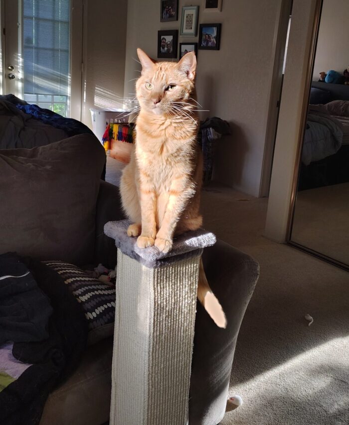 Fritz the cat atop his scratching post. The sun is hitting him and only him