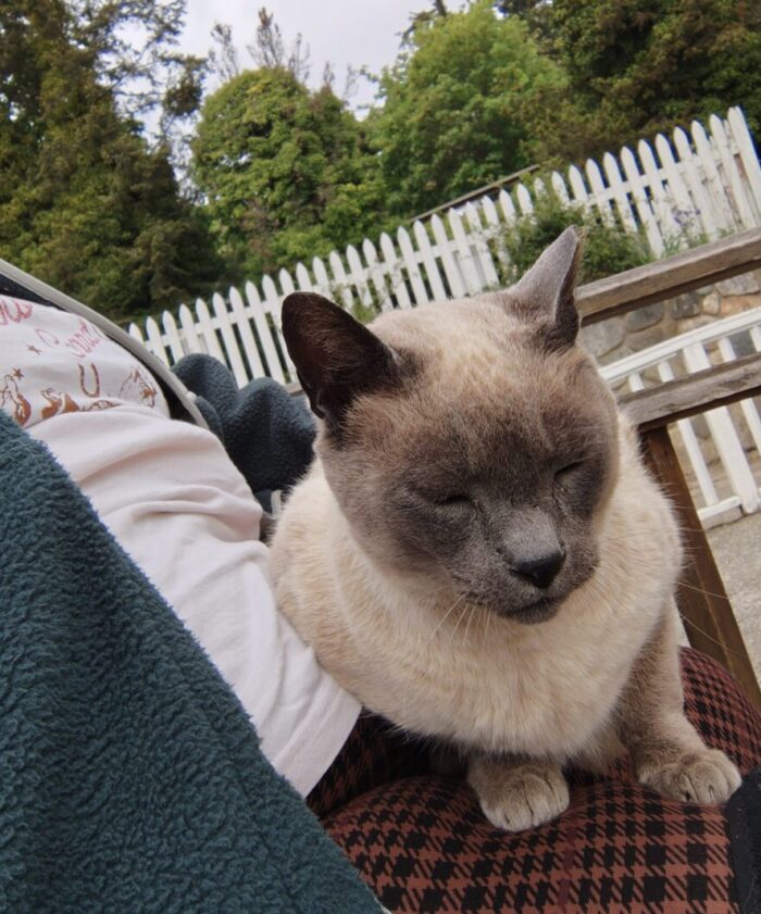 Mr. Lily, the Orcas Hotel cat, sitting on my lap and chilling with his eyes closed while I pet him.