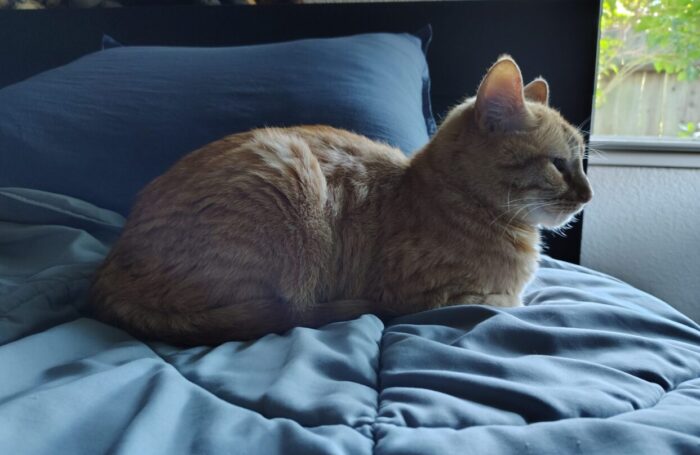 Fritz the cat serenely lying on the bed