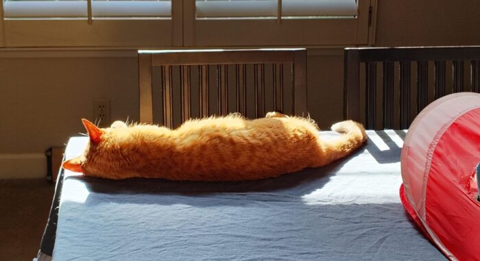 Fritz the cat lying on his side on the dining table, getting the sun on his belly