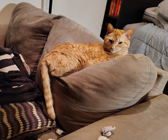 Fritz the cat lounging on top of the couch with his tail hanging down completely straight