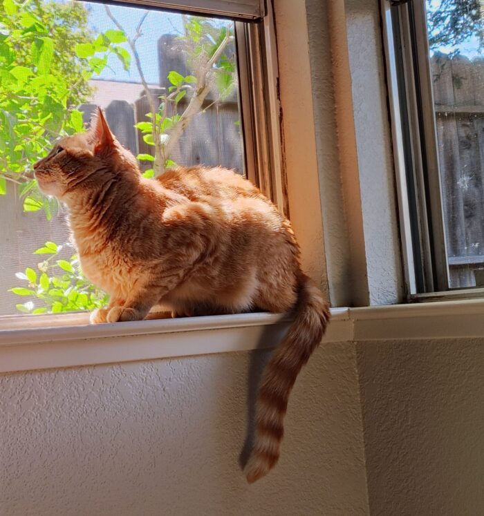 Fritz the cat on the sill of an open window. He is looking up and out. His tail is dangling down.