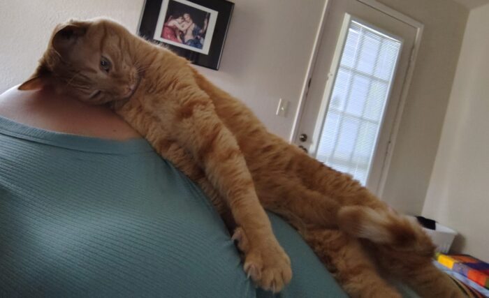 Fritz the cat, lying on top of me, stretched out into a long skinny noodle of a creature. His front legs are stretched across my chest and he's got his chin tucked into his chest