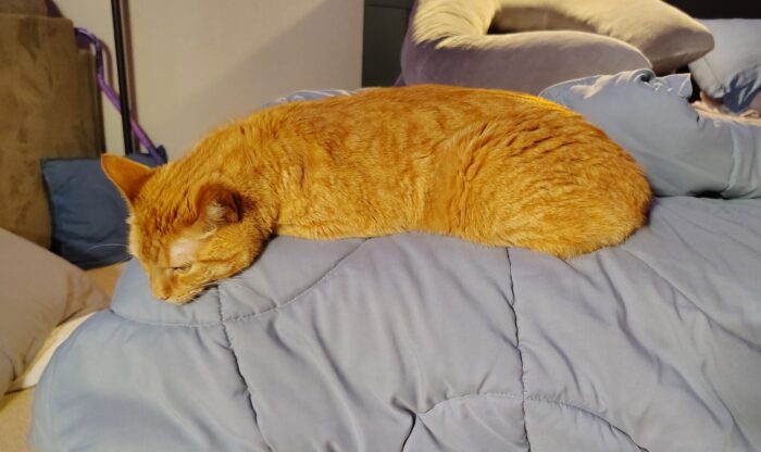 Fritz the cat on the corner of the bed, all his legs tucked under him but his body is stretched out so he has a certain worm-like quality