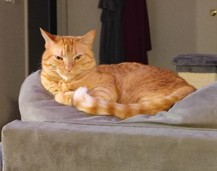 Fritz the cat lounging on top of the couch. He is looking towards the camera. His tail is wound around in front of him so we can see that its tip is white