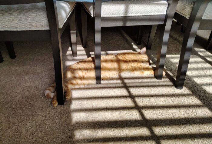 Fritz the cat stretched out under a dining chair to catch the sun, which is punctuated by the shadows of the shutter