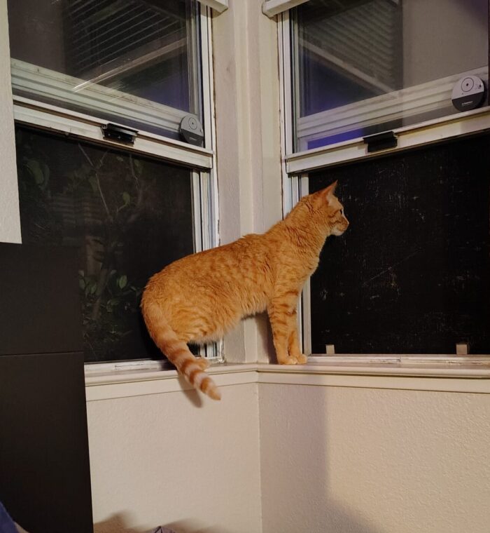 Fritz the cat on the windowsill at night. He's perked up and looking intently out into the night