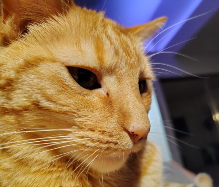 An extreme close up of Fritz the cat's face