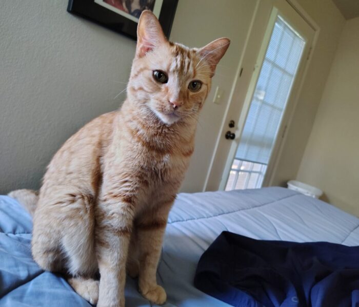Fritz the cat sitting on the bed and looking intently at me
