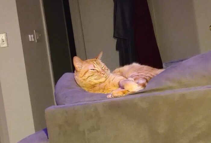 Fritz on the top of the couch half asleep and just looking blobby and blissed out