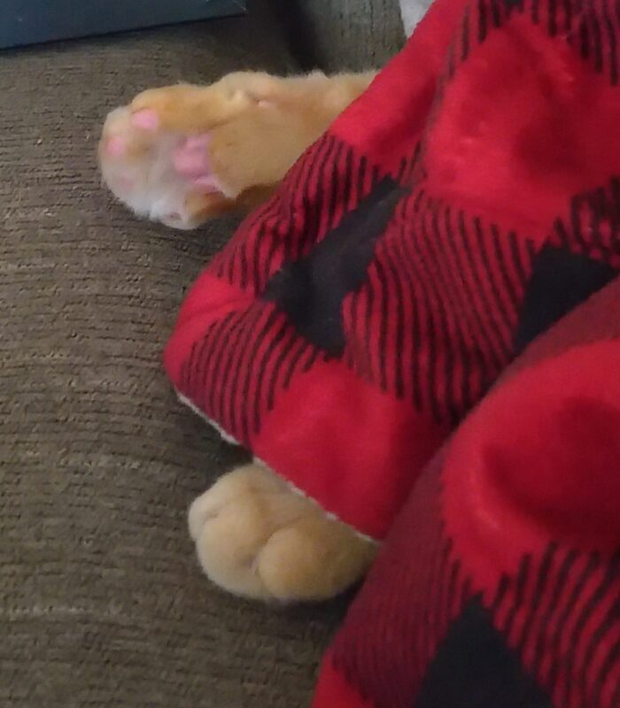 Fritz's little pink beans sticking out from under a blanket