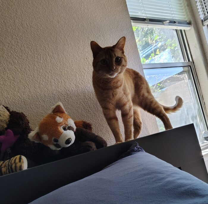 Fritz the cat on top of the headboard looking all long and ready to run for it