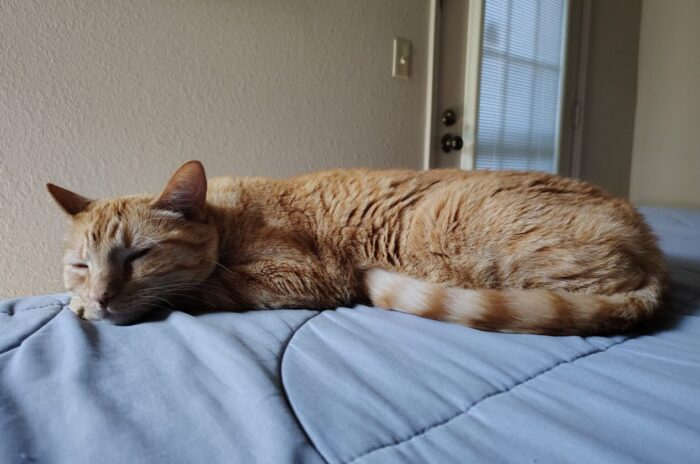 Fritz the cat sleeping on the bed. His head is resting on his paw