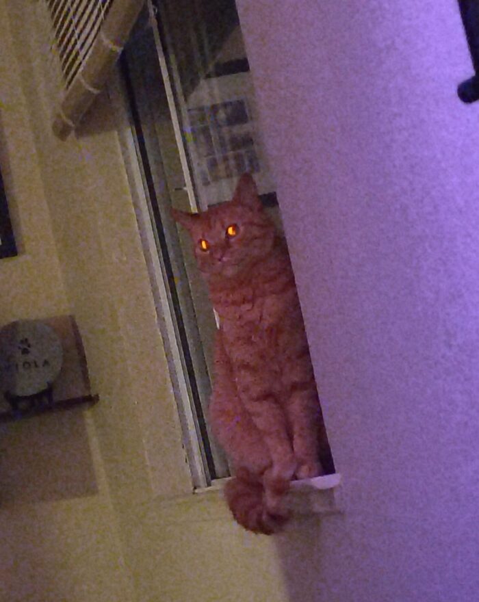 Fritz the cat in the windowsill. It is mostly dark and the camera has imbued him with glowing demonic eyes