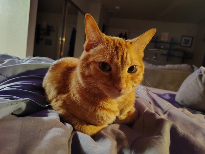 Fritz the cat on the bed. His ears are perked up and he's looking towards the camera. His front feet are tucked under his chest.