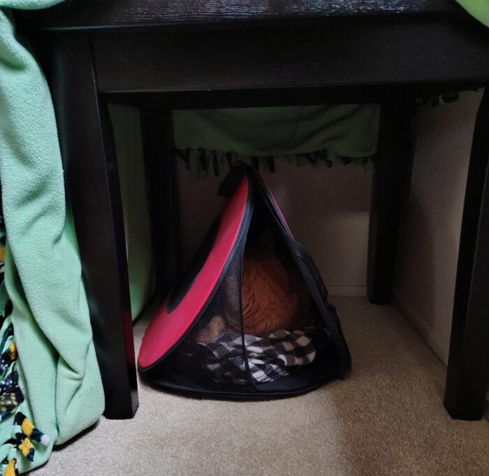 Fritz the cat turned away from the camera. He is inside his carrier, which is under an end table. The table is in a corner and blankets cover one side
