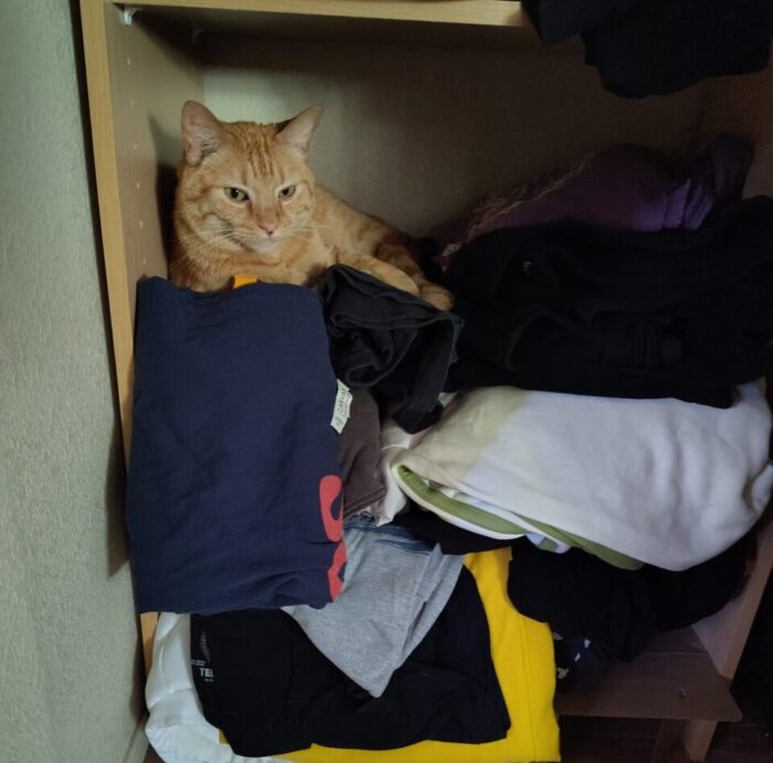 Fritz the cat lounging in a pile of my clothes in the closet. His expression is unrepentant.