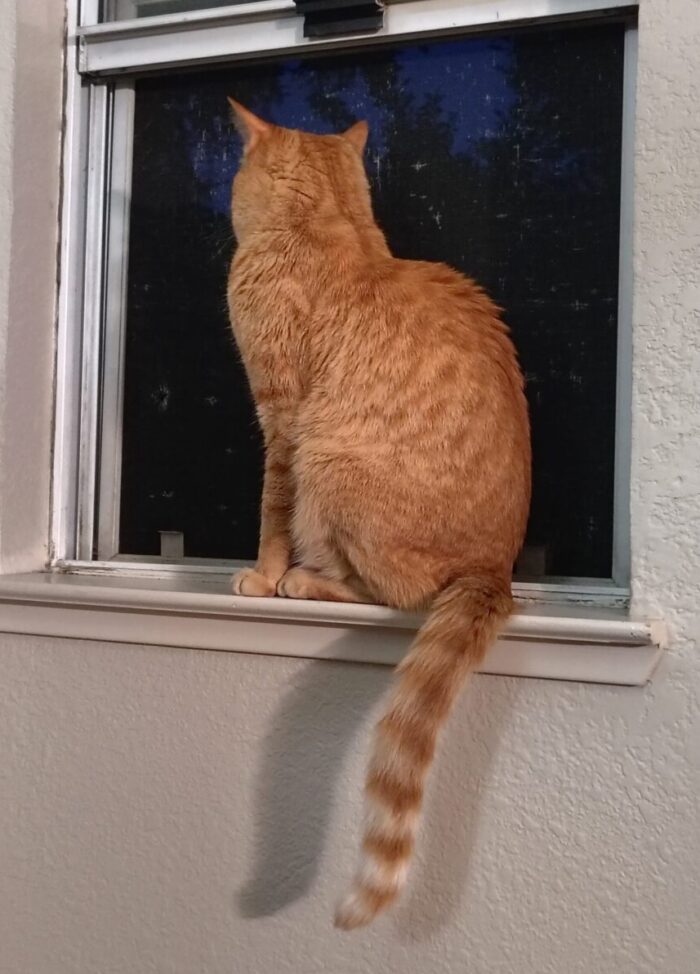 Fritz the cat looking out the window at night
