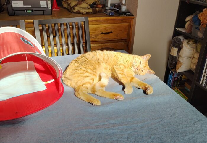 Fritz the cat lounging on the dinning table on on his side, catching the bright afternoon sun