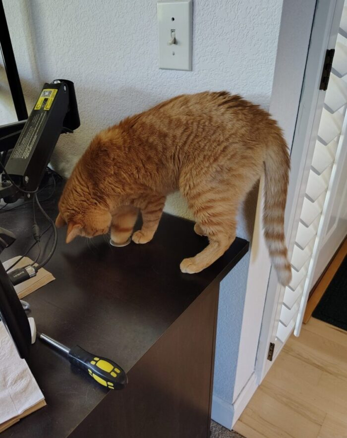 Fritz the cat on Kirk's desk, shoving his paw down the hole for threading your cables through