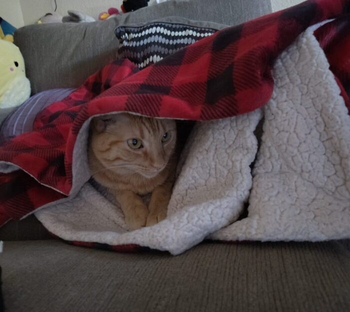 Fritz the cat inside a blanket, he is peeking out suspiciously