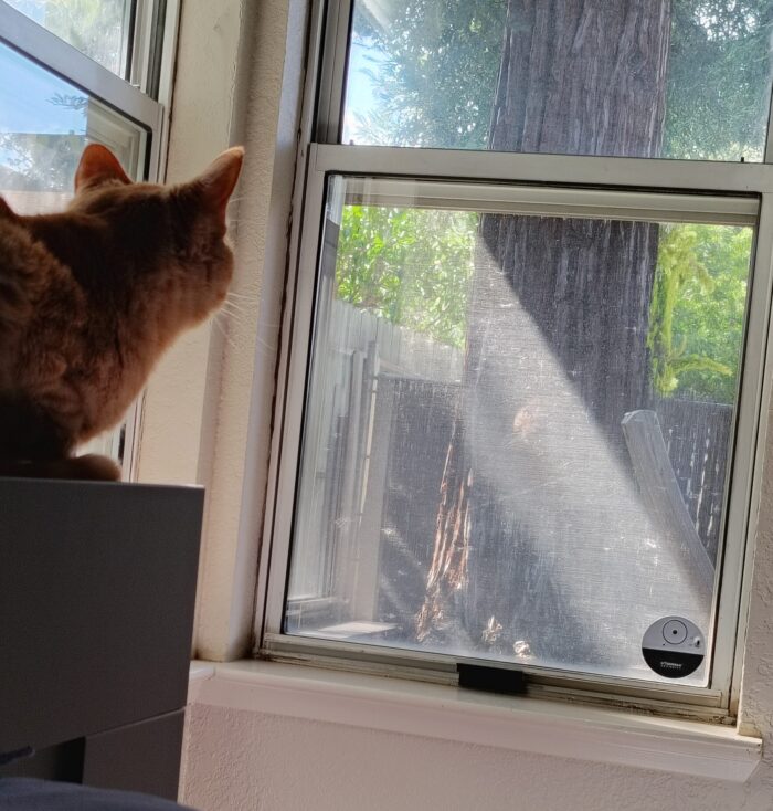 Fritz the cat looking out the window. Photo shows his head and shoulders, with a faint reflection of his face in the window