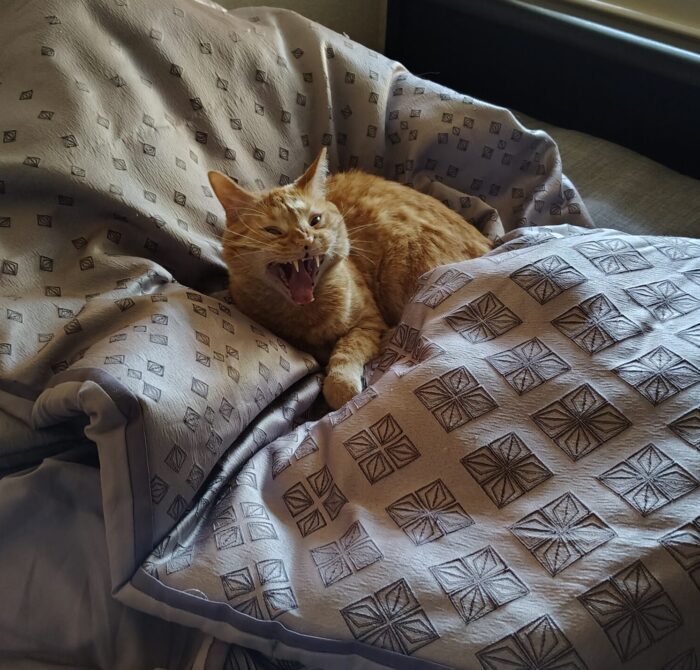 Fritz the cat in the middle of a disheveled comforter, yawning big and showing his fangs